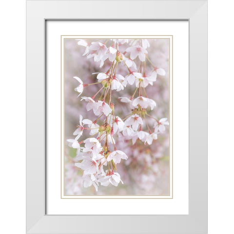 Soft Cherry Blossoms I White Modern Wood Framed Art Print with Double Matting by Mahan, Kathy