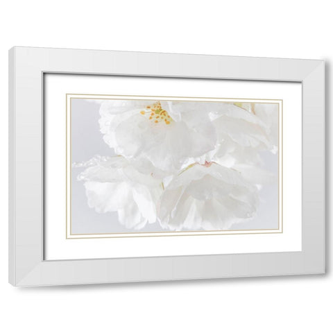 White Cherry Blossoms II White Modern Wood Framed Art Print with Double Matting by Mahan, Kathy