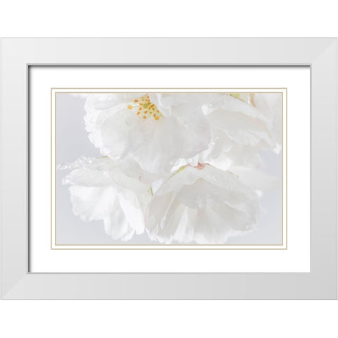 White Cherry Blossoms II White Modern Wood Framed Art Print with Double Matting by Mahan, Kathy