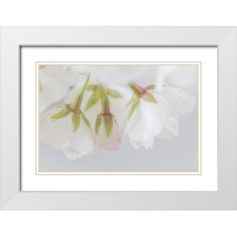 White Cherry Blossoms III White Modern Wood Framed Art Print with Double Matting by Mahan, Kathy