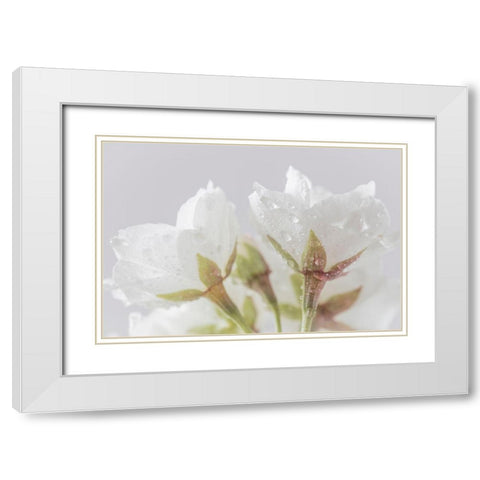 White Cherry Blossoms IV White Modern Wood Framed Art Print with Double Matting by Mahan, Kathy