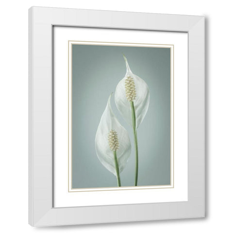 Peace Lily I White Modern Wood Framed Art Print with Double Matting by Mahan, Kathy