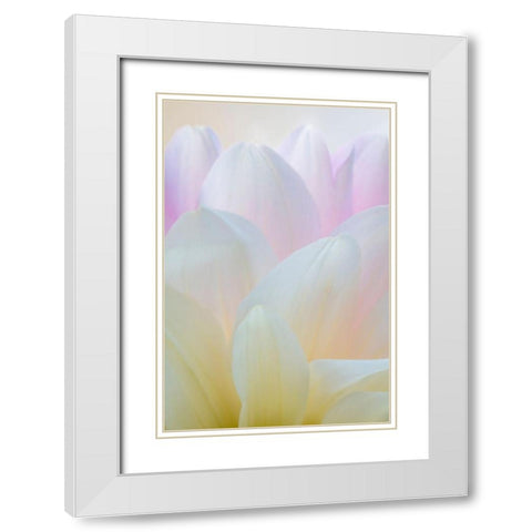 Dahlia Blossom I White Modern Wood Framed Art Print with Double Matting by Mahan, Kathy