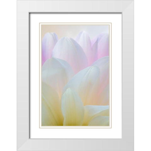 Dahlia Blossom I White Modern Wood Framed Art Print with Double Matting by Mahan, Kathy
