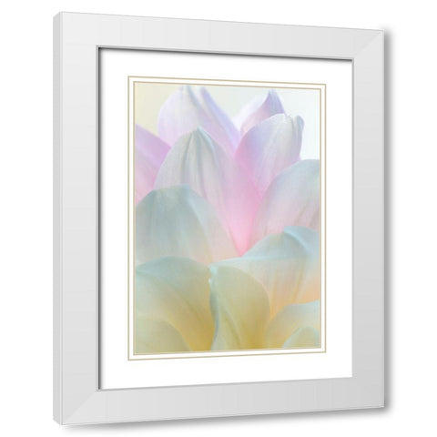 Dahlia Blossom II White Modern Wood Framed Art Print with Double Matting by Mahan, Kathy