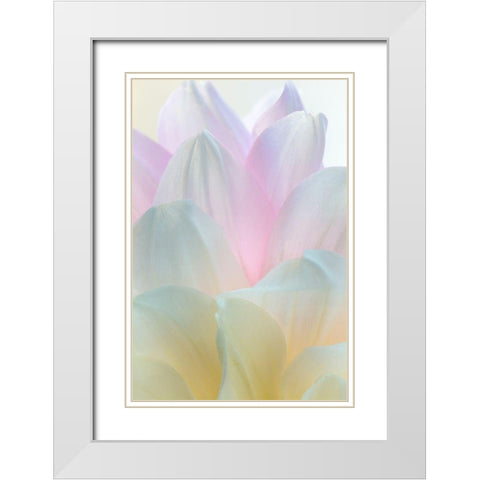 Dahlia Blossom II White Modern Wood Framed Art Print with Double Matting by Mahan, Kathy