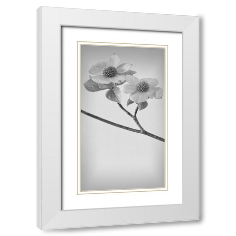 Pacific Dogwood Blossoms I White Modern Wood Framed Art Print with Double Matting by Mahan, Kathy