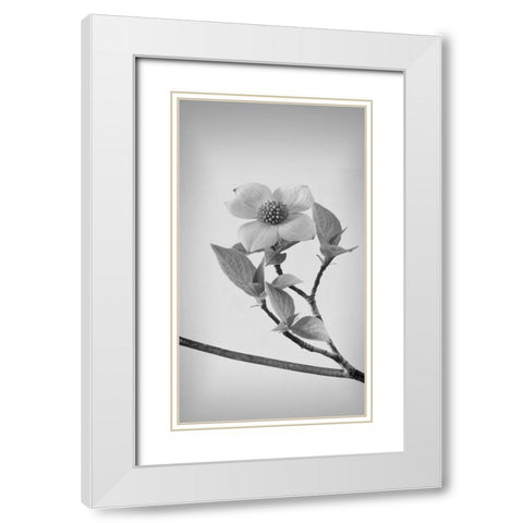 Pacific Dogwood Blossoms II White Modern Wood Framed Art Print with Double Matting by Mahan, Kathy