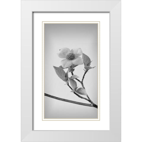 Pacific Dogwood Blossoms II White Modern Wood Framed Art Print with Double Matting by Mahan, Kathy