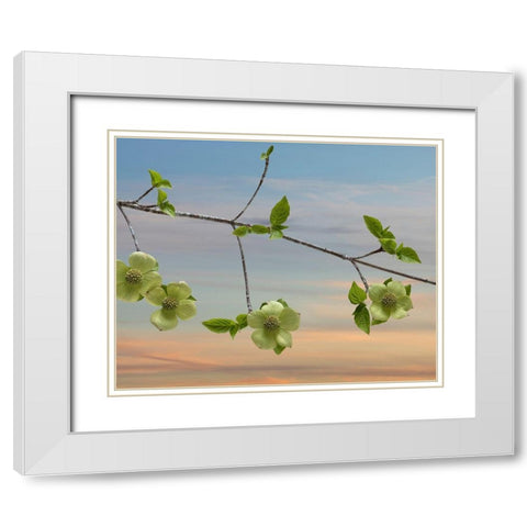 Dogwood at Sunset I White Modern Wood Framed Art Print with Double Matting by Mahan, Kathy