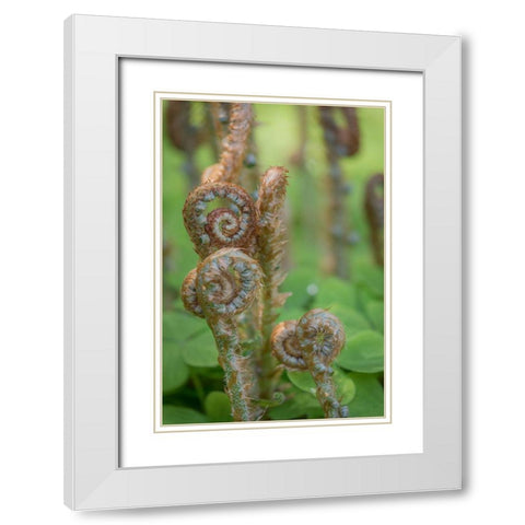 Sword Fern II White Modern Wood Framed Art Print with Double Matting by Mahan, Kathy