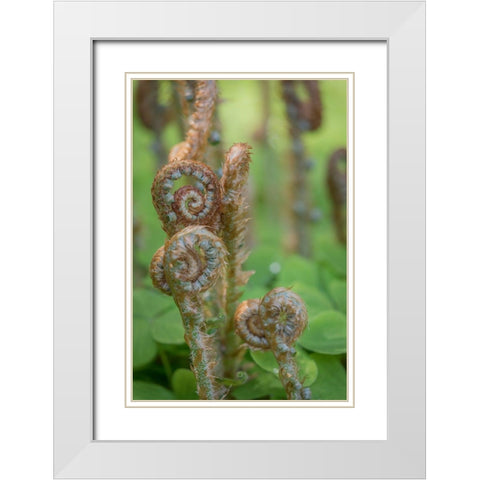 Sword Fern II White Modern Wood Framed Art Print with Double Matting by Mahan, Kathy