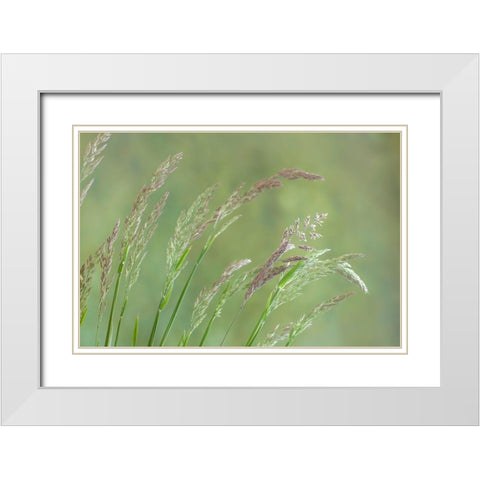 Velvet Grass I White Modern Wood Framed Art Print with Double Matting by Mahan, Kathy