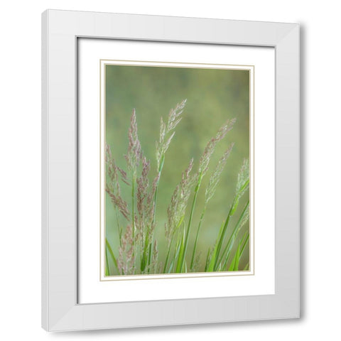 Velvet Grass III White Modern Wood Framed Art Print with Double Matting by Mahan, Kathy