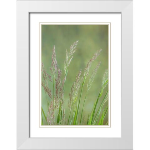 Velvet Grass III White Modern Wood Framed Art Print with Double Matting by Mahan, Kathy