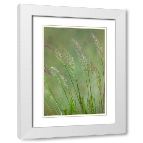 Velvet Grass IV White Modern Wood Framed Art Print with Double Matting by Mahan, Kathy