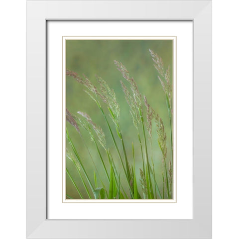 Velvet Grass IV White Modern Wood Framed Art Print with Double Matting by Mahan, Kathy