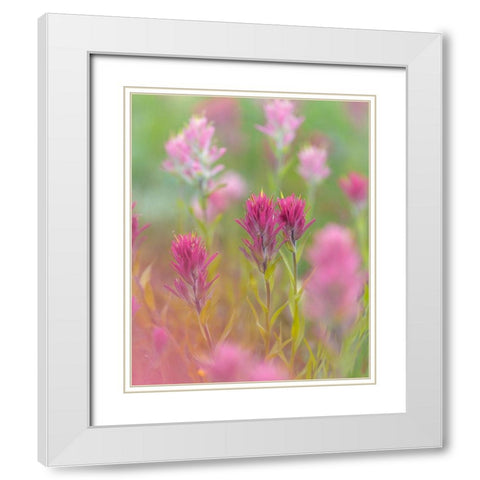 Indian Paintbrush II White Modern Wood Framed Art Print with Double Matting by Mahan, Kathy