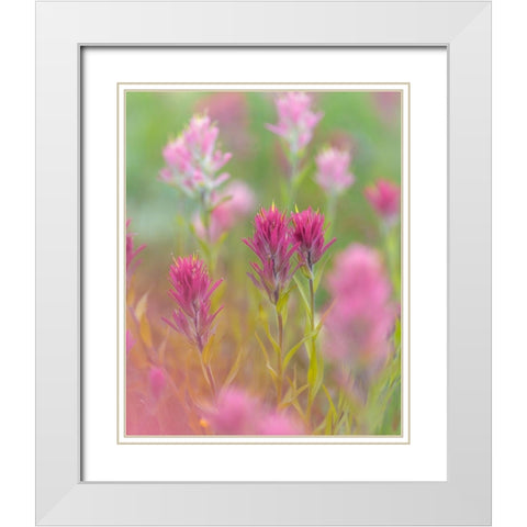 Indian Paintbrush II White Modern Wood Framed Art Print with Double Matting by Mahan, Kathy