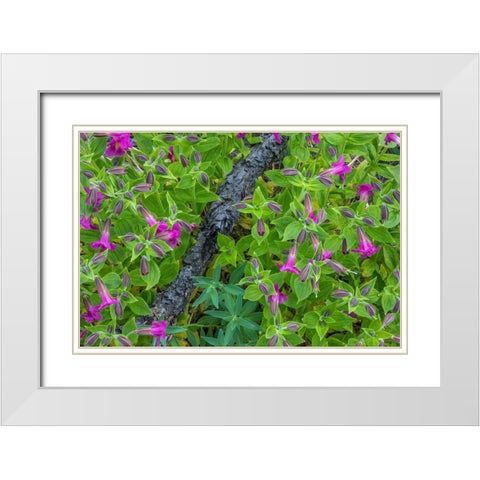 Wildflower Meadow I White Modern Wood Framed Art Print with Double Matting by Mahan, Kathy