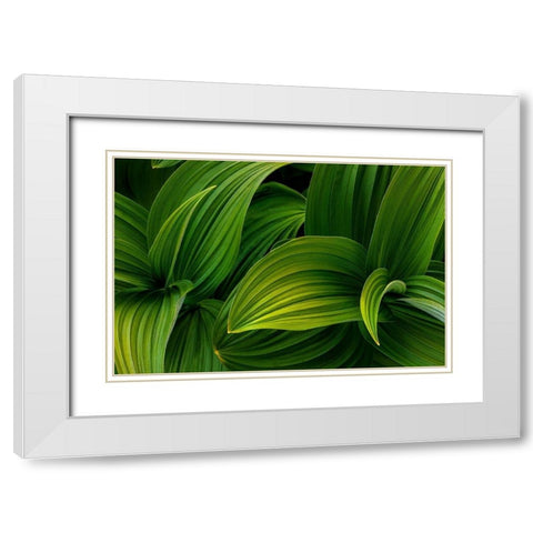 False Hellebore I White Modern Wood Framed Art Print with Double Matting by Mahan, Kathy