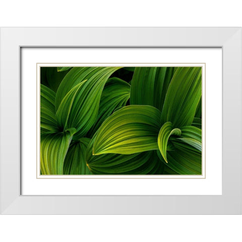 False Hellebore I White Modern Wood Framed Art Print with Double Matting by Mahan, Kathy