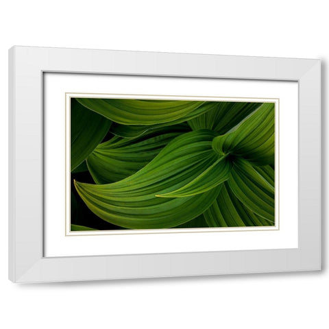 False Hellebore II White Modern Wood Framed Art Print with Double Matting by Mahan, Kathy