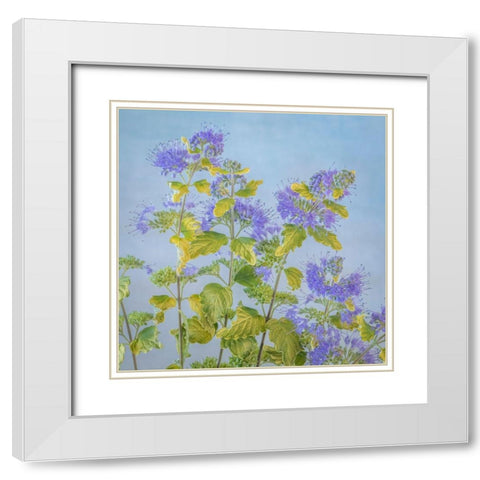 Caryopteris II White Modern Wood Framed Art Print with Double Matting by Mahan, Kathy