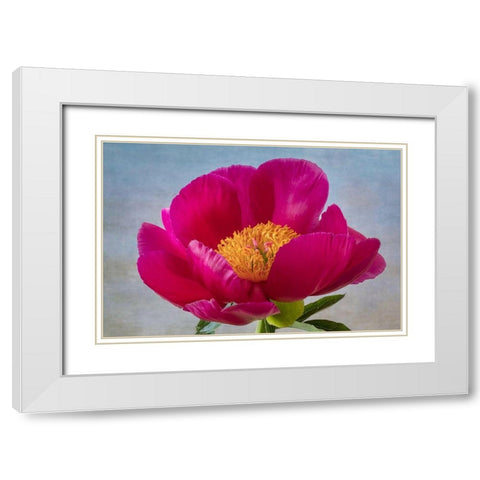 Peony Blossom II White Modern Wood Framed Art Print with Double Matting by Mahan, Kathy