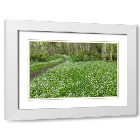 Siberian Spring Beauty White Modern Wood Framed Art Print with Double Matting by Mahan, Kathy