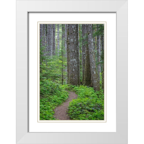 Lewis River Trail White Modern Wood Framed Art Print with Double Matting by Mahan, Kathy