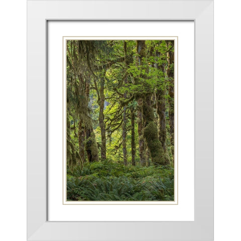 Quinault Rainforest I White Modern Wood Framed Art Print with Double Matting by Mahan, Kathy