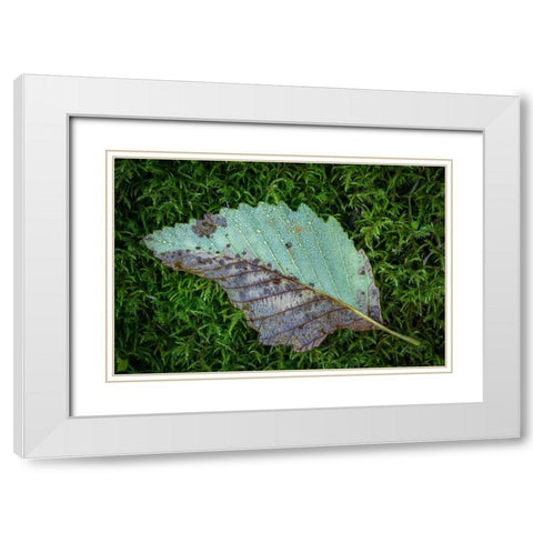 Alder Leaf White Modern Wood Framed Art Print with Double Matting by Mahan, Kathy