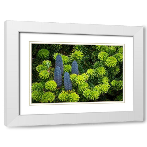 Korean Spruce Cones I White Modern Wood Framed Art Print with Double Matting by Mahan, Kathy