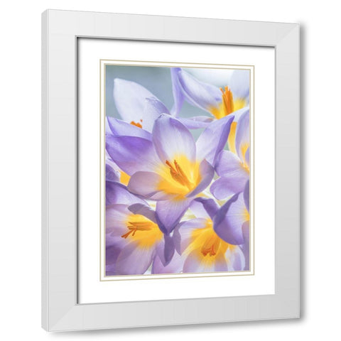 Crocus Blooms I White Modern Wood Framed Art Print with Double Matting by Mahan, Kathy