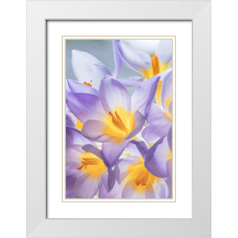 Crocus Blooms I White Modern Wood Framed Art Print with Double Matting by Mahan, Kathy