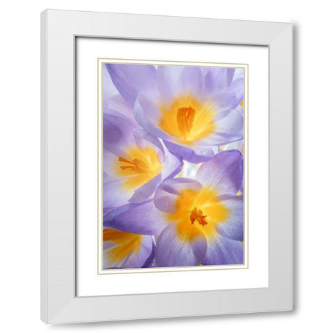 Crocus Blooms II White Modern Wood Framed Art Print with Double Matting by Mahan, Kathy