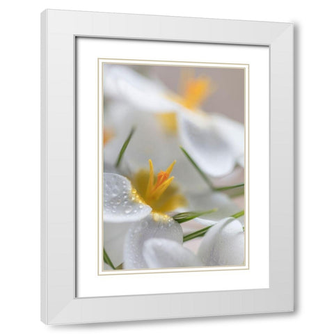 White Crocus Blossoms I White Modern Wood Framed Art Print with Double Matting by Mahan, Kathy