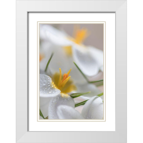 White Crocus Blossoms I White Modern Wood Framed Art Print with Double Matting by Mahan, Kathy