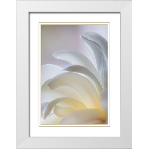 White Magnolia White Modern Wood Framed Art Print with Double Matting by Mahan, Kathy