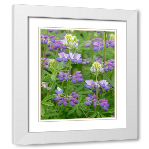 Lupine Blossoms II White Modern Wood Framed Art Print with Double Matting by Mahan, Kathy