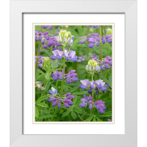 Lupine Blossoms II White Modern Wood Framed Art Print with Double Matting by Mahan, Kathy