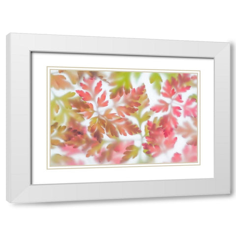 Herb Robert II White Modern Wood Framed Art Print with Double Matting by Mahan, Kathy