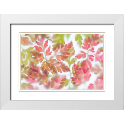 Herb Robert II White Modern Wood Framed Art Print with Double Matting by Mahan, Kathy