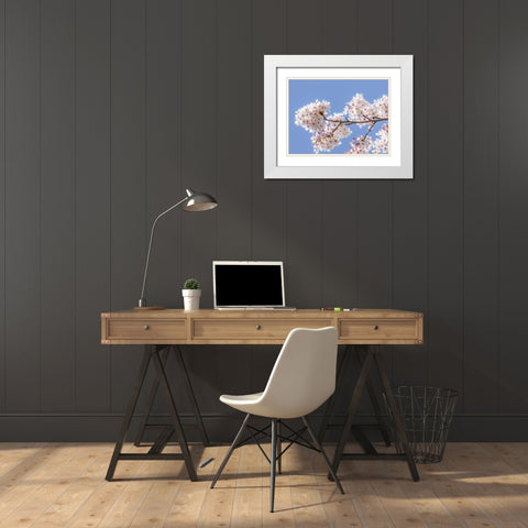 Spring Cherry Blossoms I White Modern Wood Framed Art Print with Double Matting by Mahan, Kathy