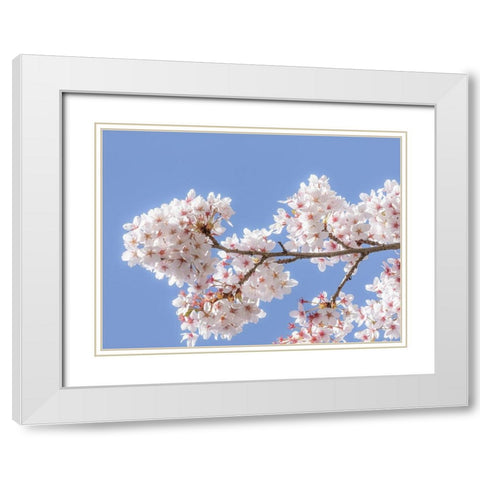 Spring Cherry Blossoms I White Modern Wood Framed Art Print with Double Matting by Mahan, Kathy