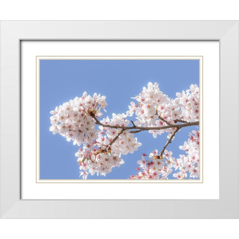 Spring Cherry Blossoms I White Modern Wood Framed Art Print with Double Matting by Mahan, Kathy