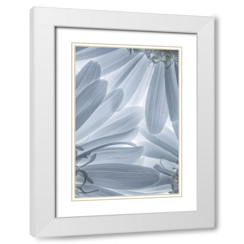 Shasta Daisies I White Modern Wood Framed Art Print with Double Matting by Mahan, Kathy