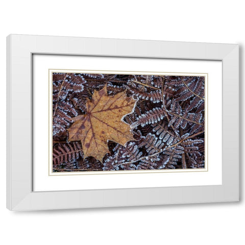 Maple Leaf and Bracken Ferns I White Modern Wood Framed Art Print with Double Matting by Mahan, Kathy