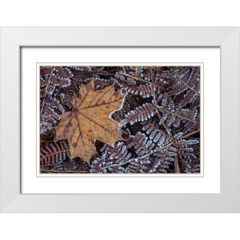 Maple Leaf and Bracken Ferns I White Modern Wood Framed Art Print with Double Matting by Mahan, Kathy